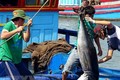 越南金枪鱼出口回升