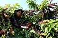 2018年越南咖啡出口量可达170万吨 创汇35亿美元