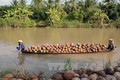 Trà Vinh khuyến khích nhà vườn trồng dừa tiêu chuẩn hữu cơ