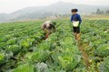 Lào Cai: Nâng cao giá trị sản xuất vụ Đông từ cây trồng mới