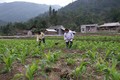 Nông dân huyện miền núi Thạch Thành vượt khó để thoát nghèo