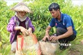 Đắk Lắk khuyến cáo người dân thận trọng với cây trồng mới