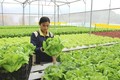 越南注重提升农产品质量安全 促进农业可持续发展