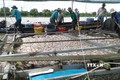 Người nuôi cá bè Đồng Nai được nhận tiền hỗ trợ