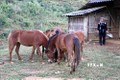 Chăn nuôi gia súc - hướng giảm nghèo bền vững cho nông dân vùng cao Lai Châu