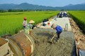 Bình Định đẩy mạnh chuyển dịch kinh tế nông thôn, nâng cao thu nhập cho người dân