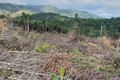 Khởi tố điều tra vụ phá rừng tại huyện Krông Pa