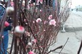 河内市部分集市出现桃花的身影