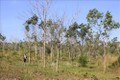 Dự án chuyển đổi 50.000 ha rừng nghèo sang trồng cao su tại Gia Lai 