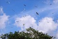 Bảo tồn vườn chim độc đáo trong lòng thành phố Cà Mau