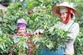 世界胡椒协会代表赴越南进行市场开发
