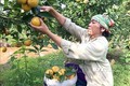 Một số kỹ thuật trồng và chăm sóc cây ăn quả có múi