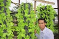 Mô hình trồng rau vườn treo đảm bảo an toàn thực phẩm và bảo vệ môi trường