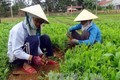 Thừa Thiên - Huế nhân rộng mô hình ươm cây lâm nghiệp bằng túi bầu tự hoại