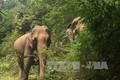 Phát hiện voi rừng chết trong rừng Đắk Wil