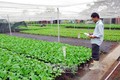 Nông nghiệp hữu cơ: Thực trạng và định hướng phát triển (Bài 3 và hết)