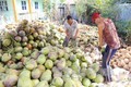 Tiền Giang phát triển vùng chuyên canh dừa thích ứng biến đổi khí hậu