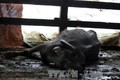 Yên Bái có gần 190 con gia súc bị chết rét