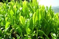 Kỹ thuật trồng trà xanh tại nhà