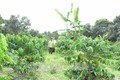 Đắk Lắk thực hiện nhiều giải pháp phát triển, bảo vệ rừng 