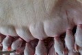Biện pháp khắc phục hiện tượng lợn mẹ cắn con, không cho con bú