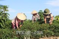 Nông dân xã Thượng Bì thu nhập cao từ ớt xuất khẩu