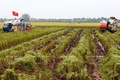 越南农业提出增长目标从2.9至3.05%