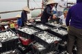 Ngư dân các tỉnh miền Trung được mùa cá trích, cá cơm