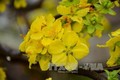 Lễ hội hoa Anh đào – Mai vàng Yên Tử diễn ra từ ngày 24-28/3/2018
