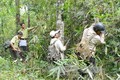 Đắk Lắk đẩy nhanh tiến độ đầu tư trồng mới rừng