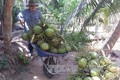 Công bố chỉ dẫn địa lý “Bến Tre” cho dừa tươi uống nước xiêm xanh và bưởi da xanh
