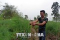 Anh Hoàng Anh Tuấn làm giàu từ trồng măng tây