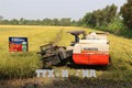 Chuyển giao kỹ thuật canh tác lúa bền vững cho nông dân vùng ngập lũ ở Tiền Giang