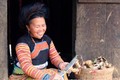 Phụ nữ vùng cao Bắc Yên chung tay phát triển kinh tế