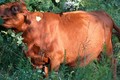 Phòng và trị chứng ngộ độc ở bò