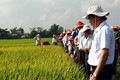 Bình Định hỗ trợ lúa giống giúp đồng bào dân tộc thiểu số phát triển sản xuất