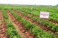 Kỹ thuật trồng khoai lang ruột vàng KLC266 chất lượng cao