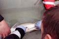 Kỹ thuật gây mê cho cá