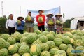 Kết nối tiêu thụ nông sản có thế mạnh của tỉnh Quảng Ngãi