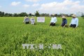 Phú Yên chú trọng sử dụng các giống lúa đạt tiêu chuẩn đem lại hiệu quả kinh tế
