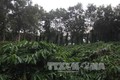 Nhân rộng cây trồng xen trong vườn cà phê