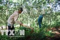 Đảm bảo quyền lợi cho người dân góp đất trồng cao su ở Lai Châu