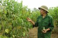 Hòa Bình trồng cây sachi đạt hiệu quả kinh tế cao