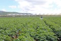 Đắk Lắk: Mưa lớn trên diện rộng giải nhiệt cho hàng trăm ngàn ha cây trồng