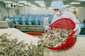 越南发挥优势克服虾类产品出口面临的困难和挑战