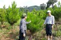 Sắp xếp, đổi mới, nâng cao hiệu quả hoạt động của công ty nông, lâm nghiệp ở Kon Tum