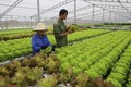 越南绿色蔬菜种植技术征服新加坡市场