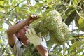 Các tỉnh Tây Nguyên phát triển cây ăn quả theo xu hướng thị trường