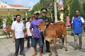 Bộ đội biên phòng hỗ trợ bò giống cho hộ nghèo khu vực biên giới Sóc Trăng