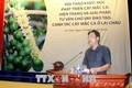 Tiềm năng phát triển cây mắc ca ở Lai Châu